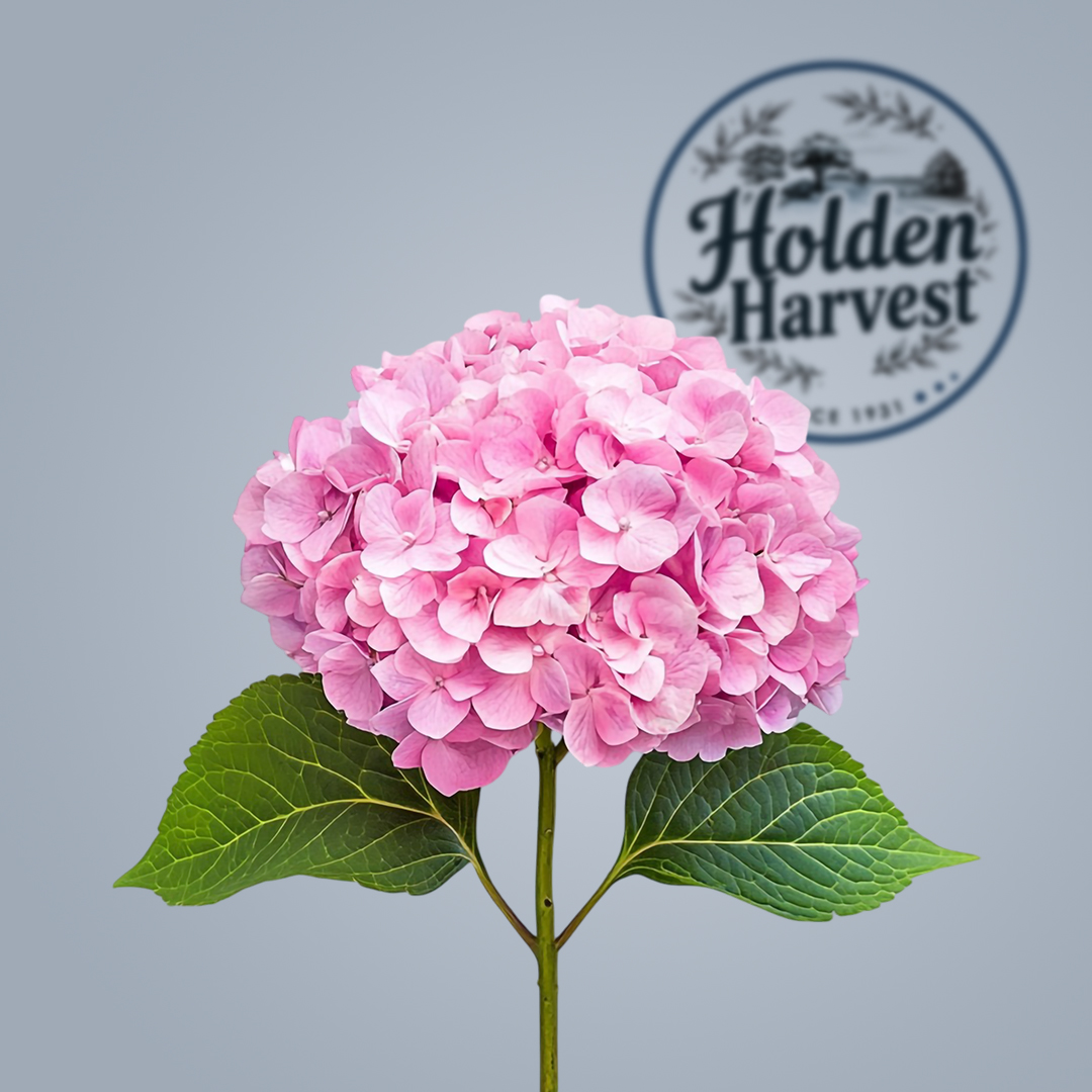 hydrangea-pnk